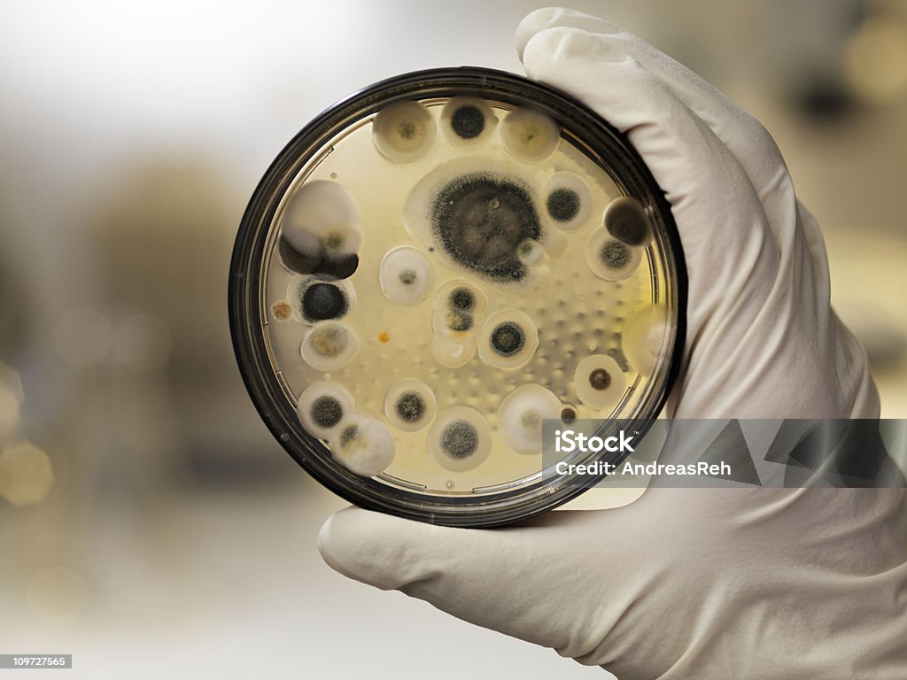 Mildew culture on agar plate, laboratory scene  Fungal Mold Stock Photo