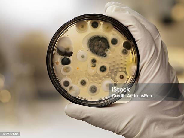 Mildew Culture On Agar Plate Laboratory Scene Stock Photo - Download Image Now - Fungal Mold, Penicillium, Toxic Mold