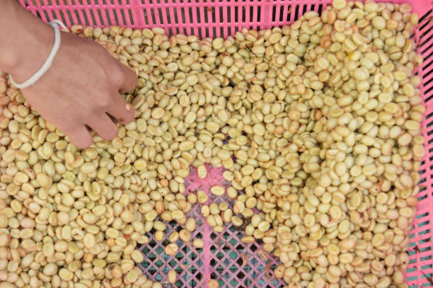 istock Coffee beans,In the ferment and wash method 1097278334