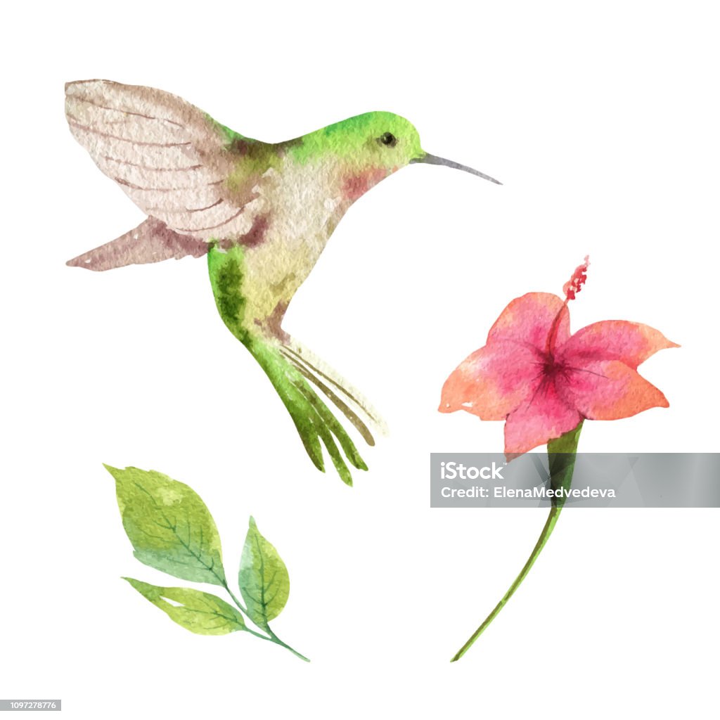 Watercolor vector card tropical leaves, hummingbird and flowers isolated on white background. Watercolor vector card tropical leaves, hummingbird and flowers isolated on white background. Illustration for design wedding invitations, greeting cards, postcards. Hummingbird stock vector