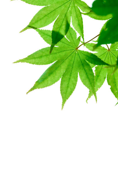 istock New green leaves of Acer amoenum 1097279670