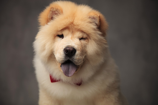 elegant chow chow wearing red bowtie winking and panting
