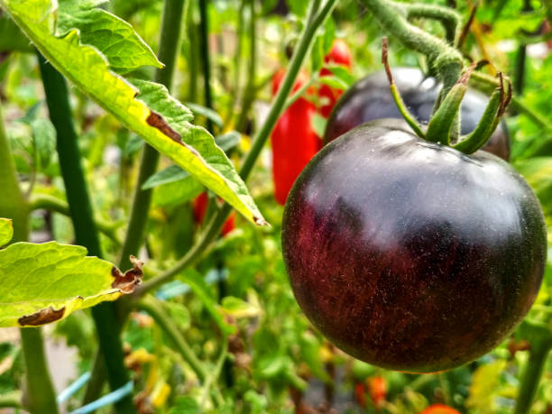 istock Ripe natural tomatoes growing in a greenhouse. Copy space 1097284096