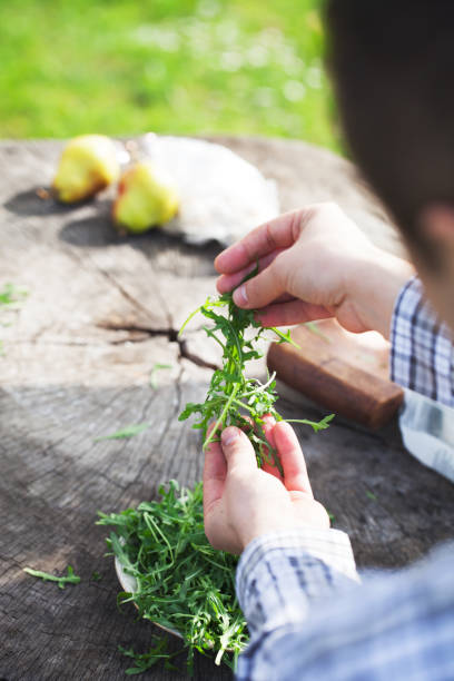istock Rocket salad in farmer's hands 1097287946