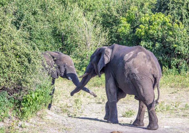 istock African elephant near the Chobe river in Botswana 1097288020
