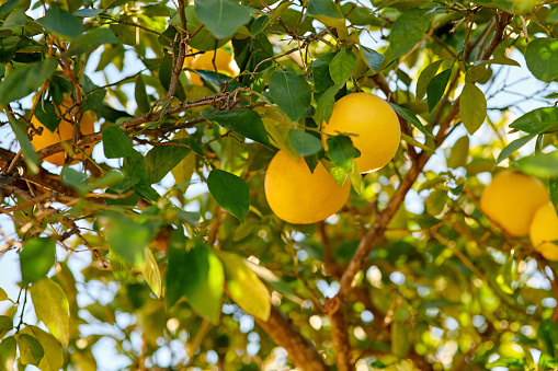 Shot of lemons growing on a tree