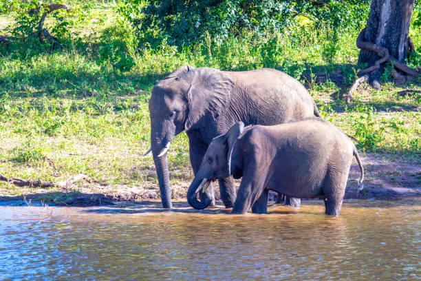 istock African elephant near the Chobe river in Botswana 1097292200
