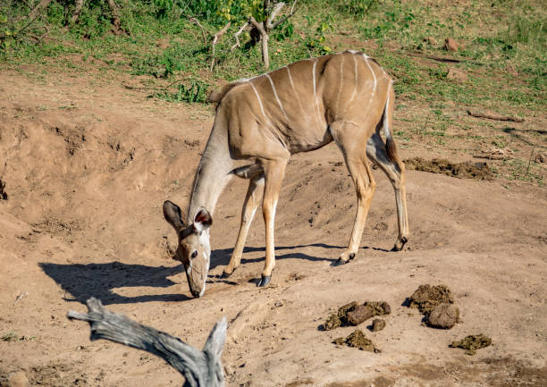 istock Nyala female near the Chobe river in Botswana 1097292308