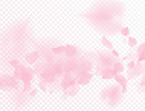 Pink sakura flower falling petals vector transparent background. 3D romantic valentines day illustration. Spring tender light backdrop. Overlay tenderness romance design