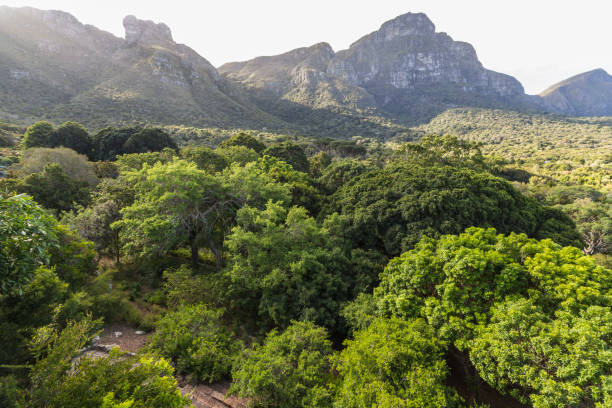 istock View on table mountain from Kirstenbosch, Cape Town 1097293504