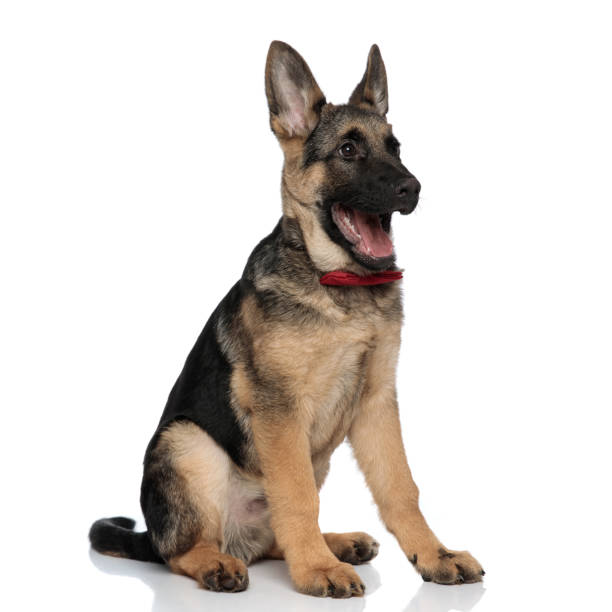 istock happy german shepard wearing red bowtie looks to side 1097294712