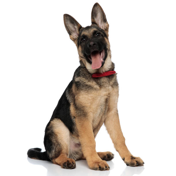 istock excited german shepard wearing red bowtie looks up 1097294736