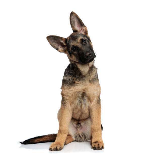 istock seated german shepard leans its head to side 1097295156