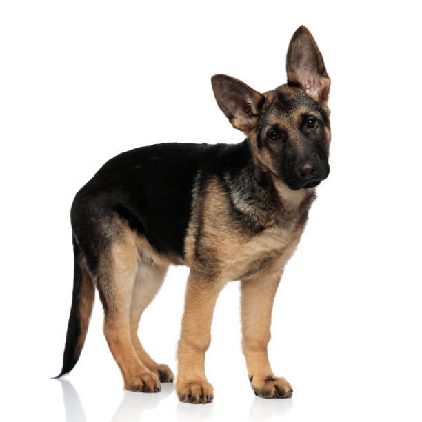 かわいい黒と茶色のオオカミ犬の地位 - german shepherd animal black purebred dog ストックフォトと画像