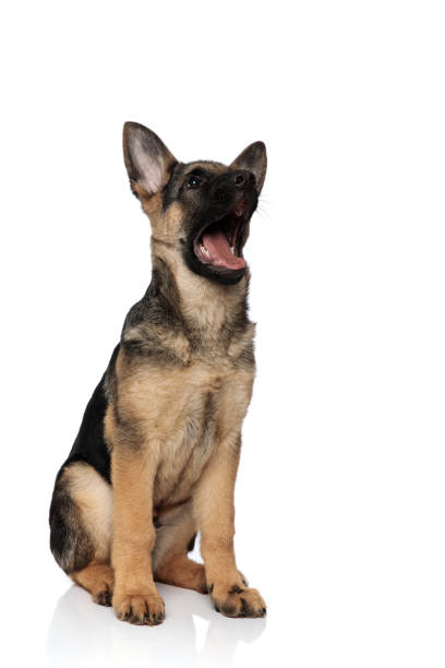 istock shocked german shepard looks up to side while sitting 1097295292
