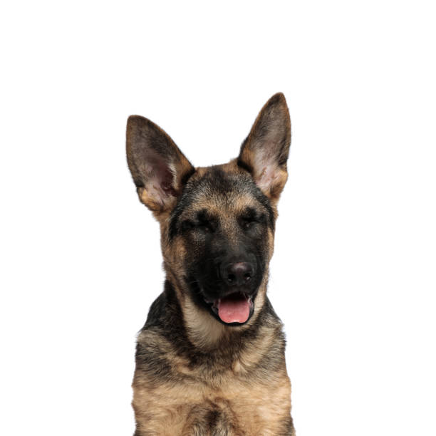 istock close up of funny german shepard panting with eyes closed 1097295424