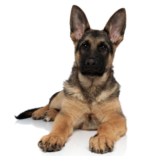 istock adorable black and brown german shepard resting 1097295466