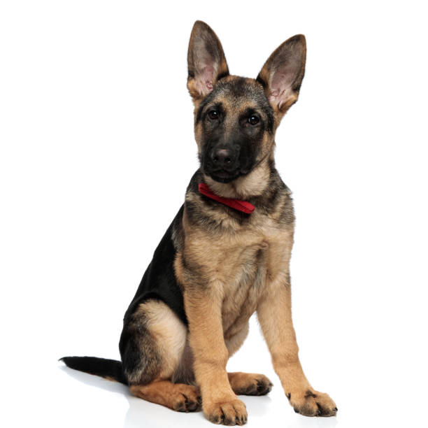 istock adorable seated german shepard with red bowtie 1097295704