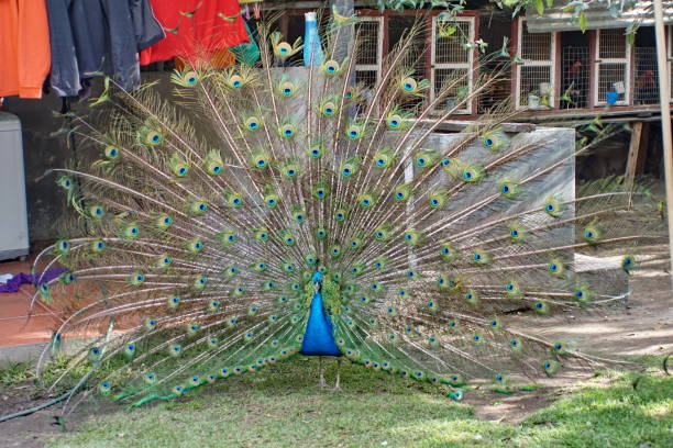 istock Peacock with tail feathers fanned 1097295722