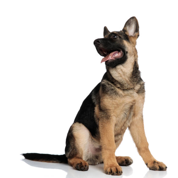 istock excited wolf dog pants while looking up to side 1097295744