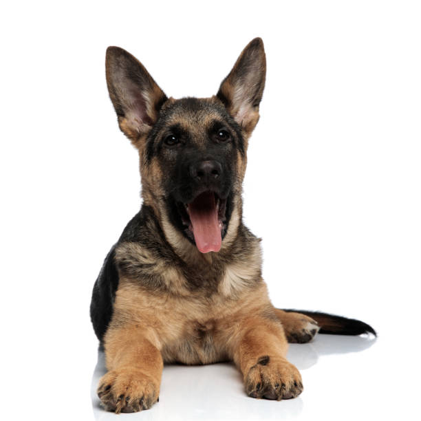 istock adorable german shepard with tongue exposed resting 1097295810