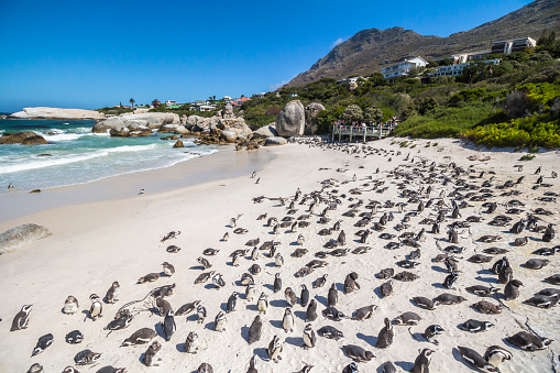 Penguins on boulder beach in Cape Town on sunny day