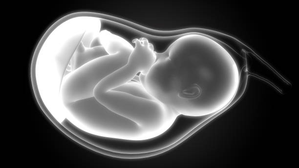 Fetus (Baby) in Womb Anatomy 3D Illustration of Fetus (Baby) in Womb Anatomy fetus stock pictures, royalty-free photos & images