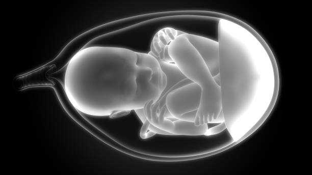 istock Fetus (Baby) in Womb Anatomy 1097299010
