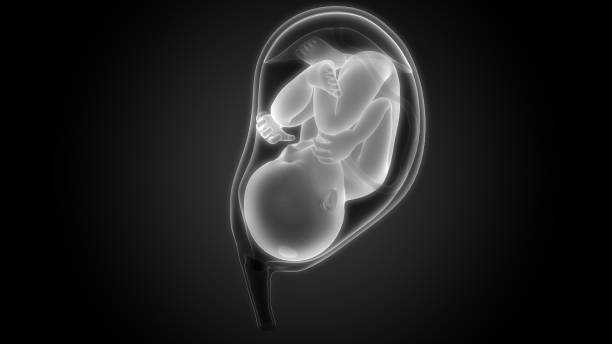 feto (bebé) en la anatomía de útero - fetus fotografías e imágenes de stock