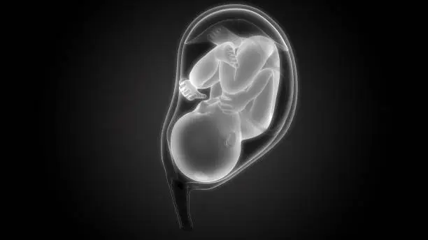 3D Illustration of Fetus (Baby) in Womb Anatomy