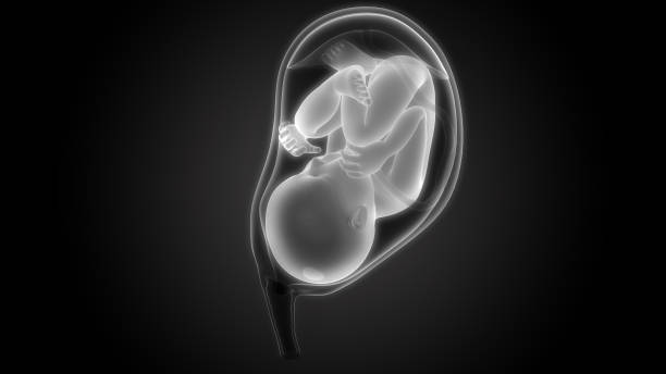 feto (bebê) na anatomia do útero - fetus - fotografias e filmes do acervo