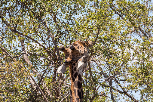 Giraffe eating in the trees in Kruger Park South Africa