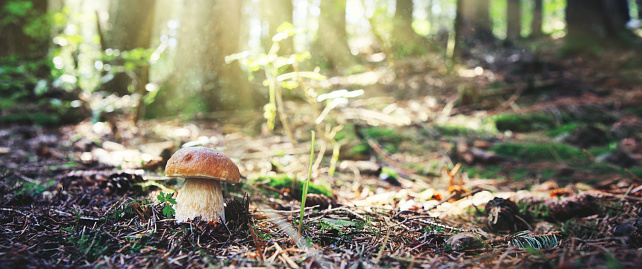 Porcini on moss in forest and sunlight. Healthy and delicates food.