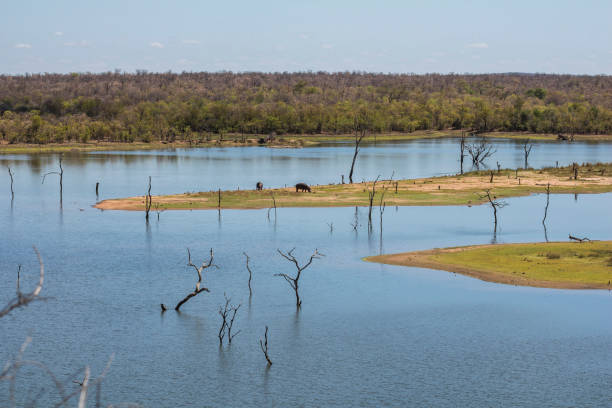 istock Hippos between water in Kruger Park, South Africa 1097301582