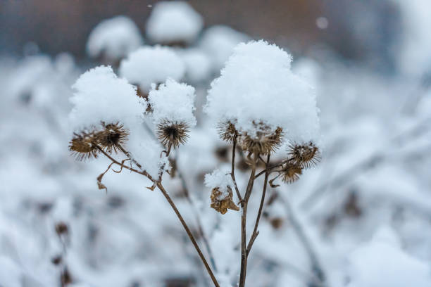 istock closeup of grass and branches winter 1097302212