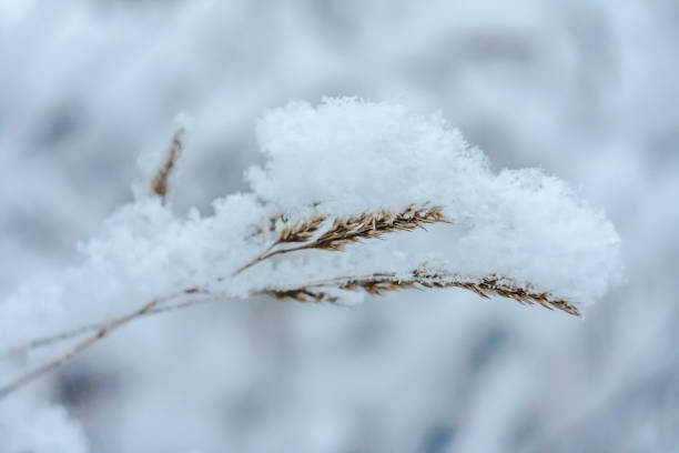 istock closeup of grass and branches winter 1097302240