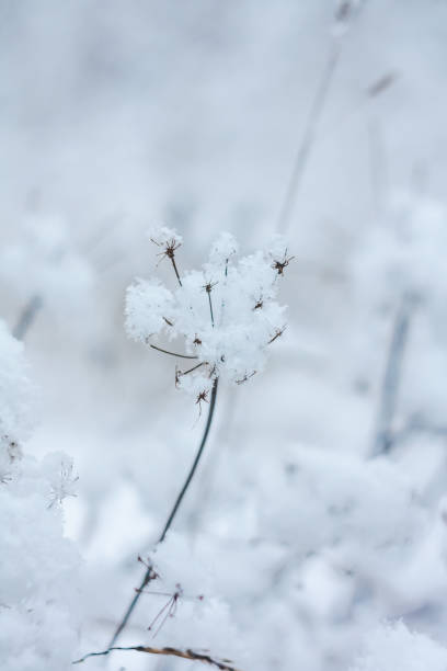 istock closeup of grass and branches winter 1097302552