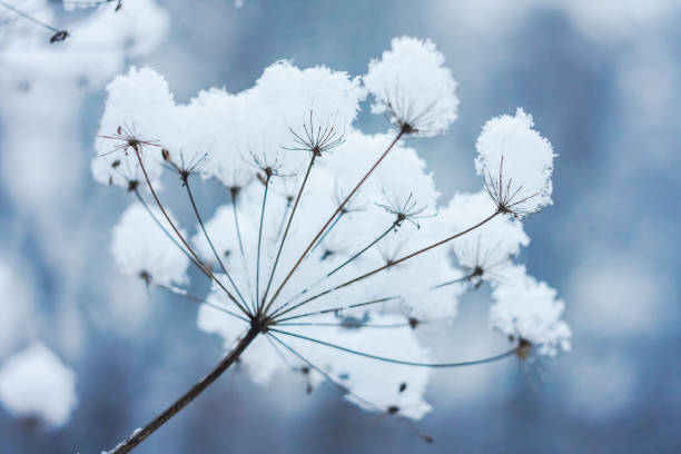 istock closeup of grass and branches winter 1097302760