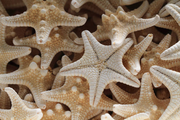 istock sea stars background 1097303274