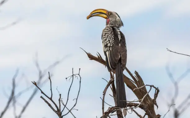 Big colorful bird in Kruger Park South Africa