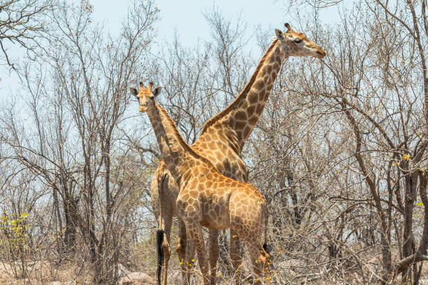 istock Two giraffes together in Kruger Park 1097305412