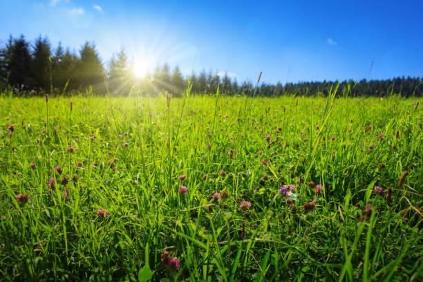 istock Bee on colorful clover flowers field. Nature meadow background. 1097305496