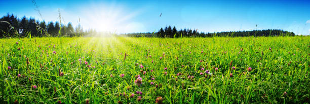 Clover flowers field in sunset.