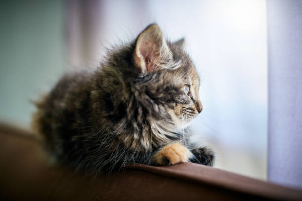 A fluffy little kitten lies on the back of a couch, watching the world through the adjacent window.