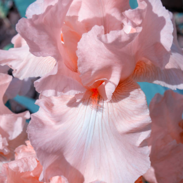 istock springtime pale pink irises lit by the sun 1097309120