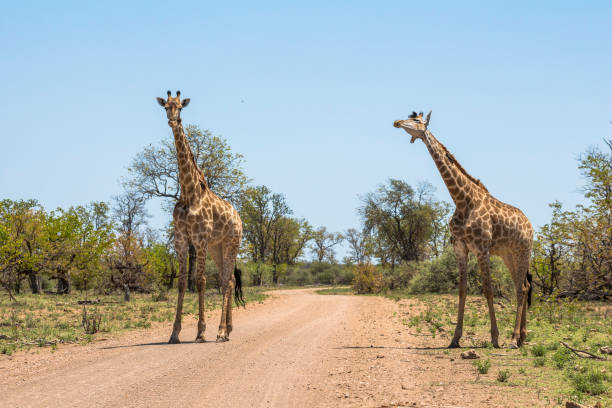 istock Giraffes together in Kruger Park 1097309796