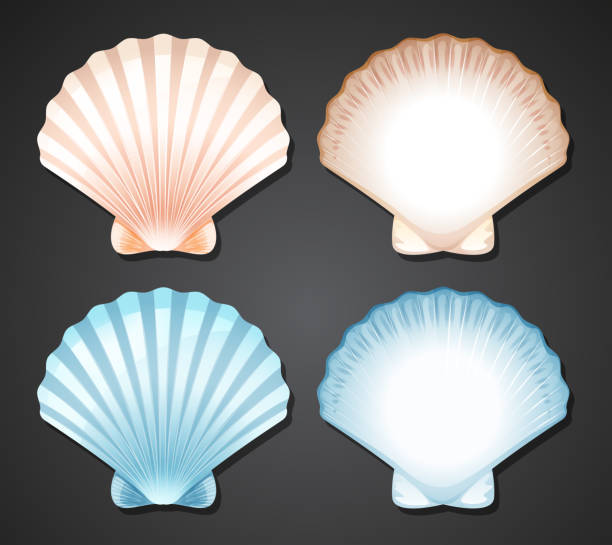 Set of scallop seashell Set of scallop seashell illustration scallop stock illustrations