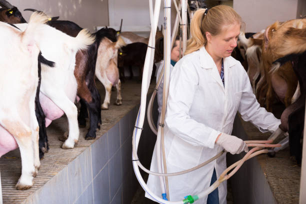 istock Two women milking goats 1097314352