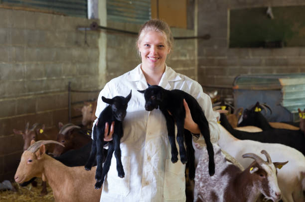 istock Female breeder with goatlings 1097314444