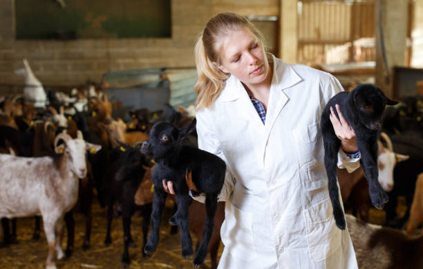 istock Positive farmer with goatlings on his hands 1097314554